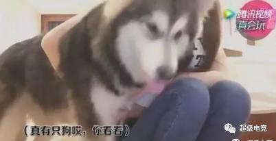 河南女主播与狗