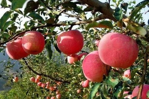 网红苹果小哥,揭秘水果界的“网红达人”